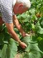 Picking Squash